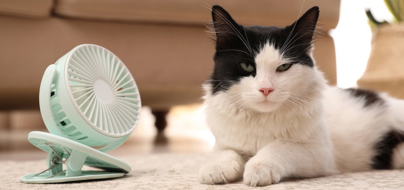 Как помочь кошке в жару