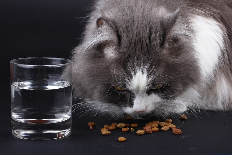 Пушистый кот ест корм