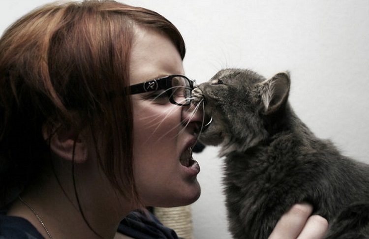 Кот кусает хозяйку за нос