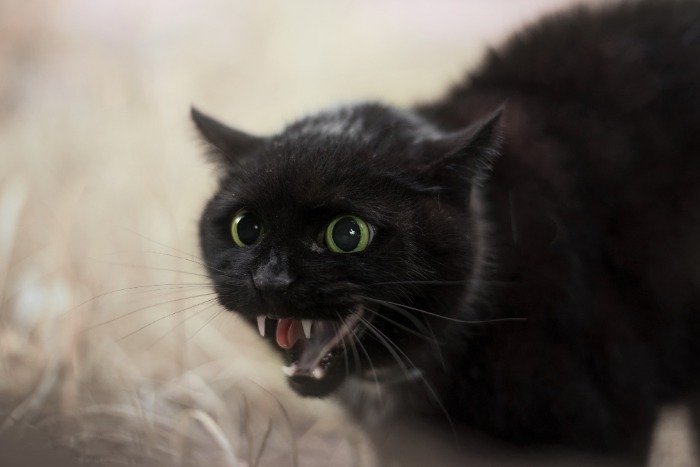 Черный кот шипит
