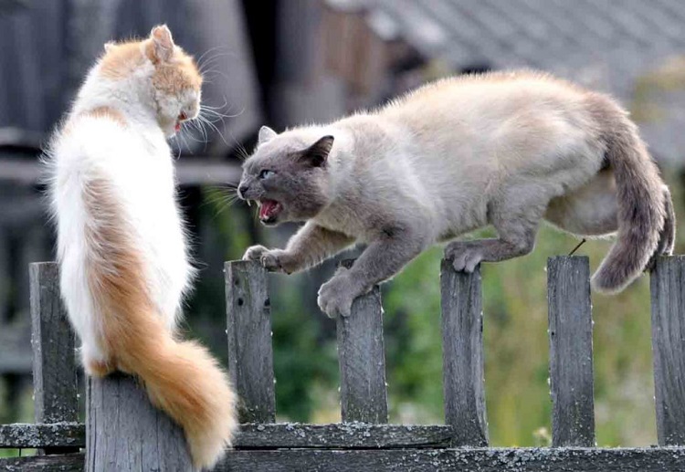 Коты нападают друг на друга