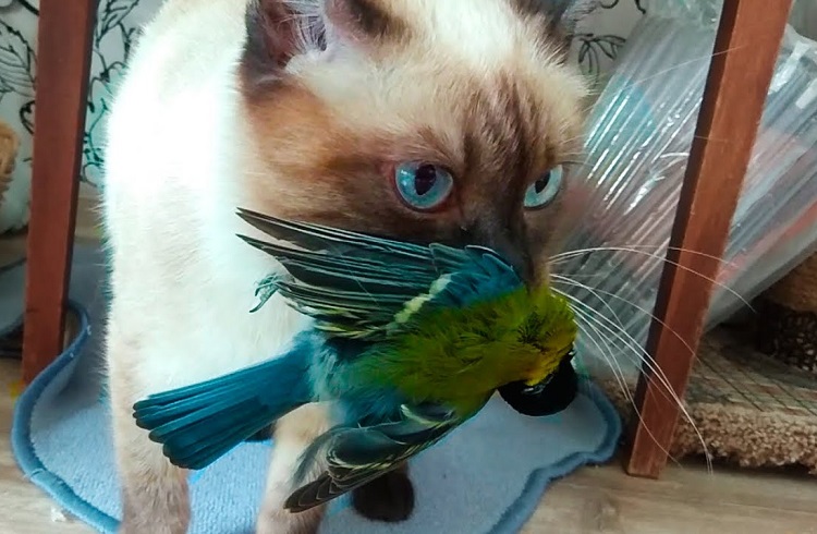 Кот держит в зубах попугая