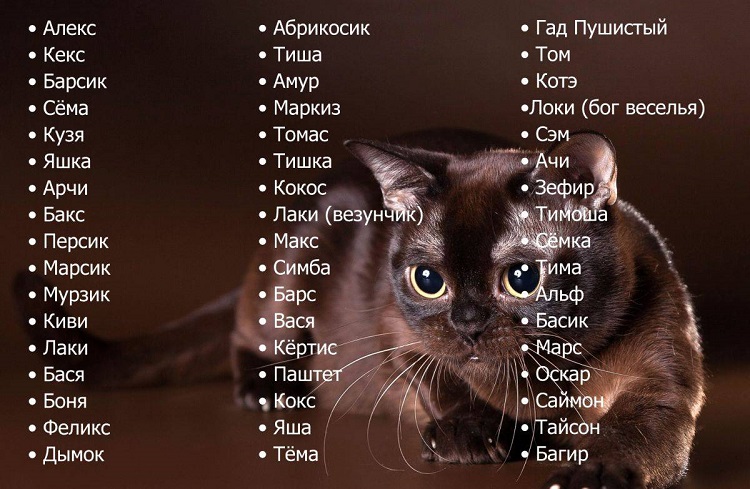 Список необычных кошачьих кличек