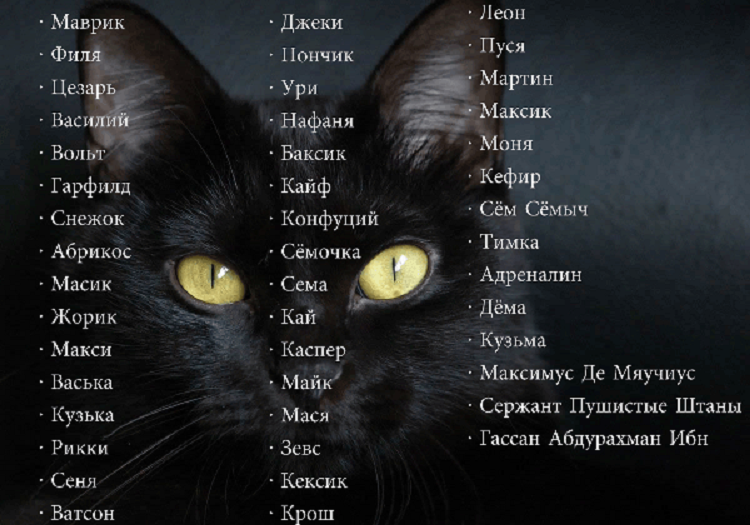 Список имен для котенка