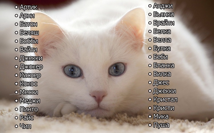 Список кличек для белого кота