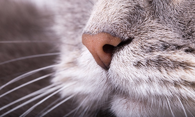 Нос и усы кота