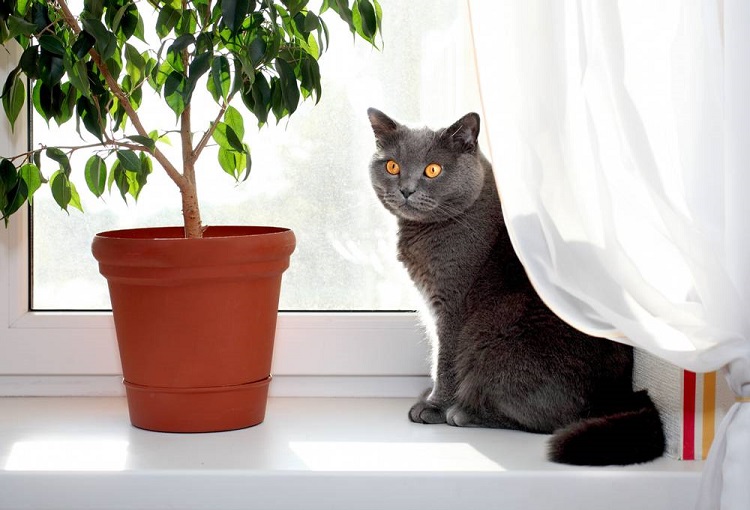 Кот на подоконнике возле цветка