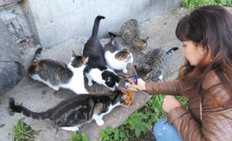 Девушка кормит бездомных кошек
