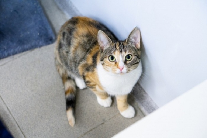 Бездомные кошки — куда обращаться, кому отдать и как взять котенка из  приюта в 2022 году