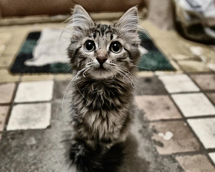 Бездомные кошки — куда обращаться, кому отдать и как взять котенка из  приюта в 2022 году