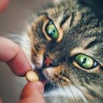 Кошке дают таблетку