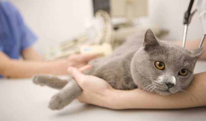 Кот лежит на приеме у ветеринара